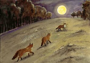 WF#307-foxes-moonlight